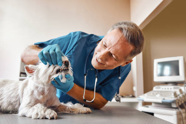 Best Weekend Emergency Dentist in Heartland, TX